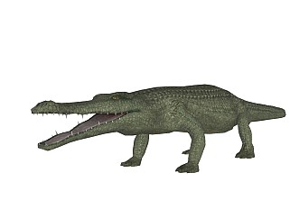 精品动物模型 鳄鱼